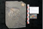 Foto (Objekt + Etikett) von Plantae indet.  (NHMW-GEO-2024-0188-11214)
